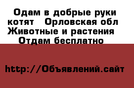 Одам в добрые руки котят - Орловская обл. Животные и растения » Отдам бесплатно   